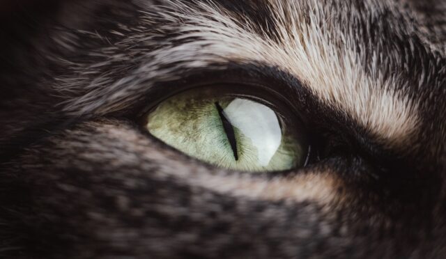cat-5887426_1280