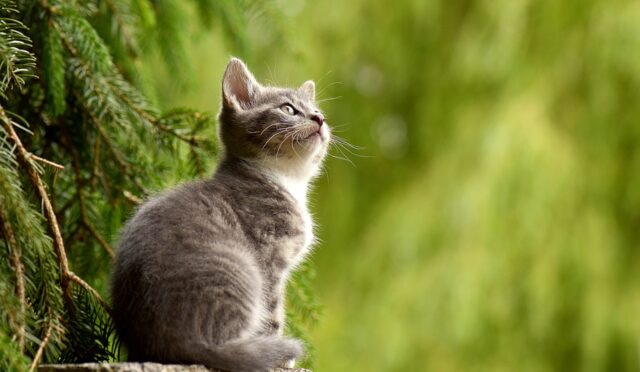 cat-20