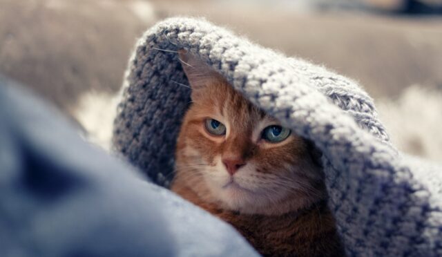 cat-4027638_1280