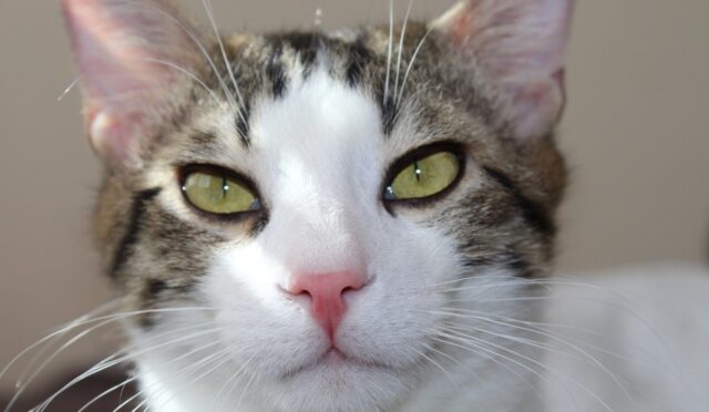 cat-5050928_1280