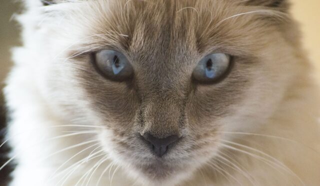 eyescat
