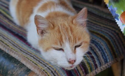 cat-2640806_1280