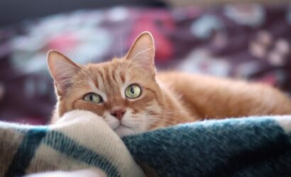 cat-3958045_1280