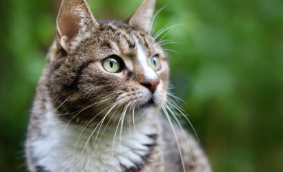 cat-7094808_1280