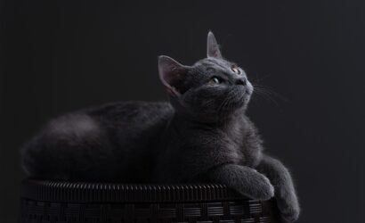 cat-7203072_1280