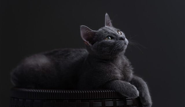 cat-7203072_1280