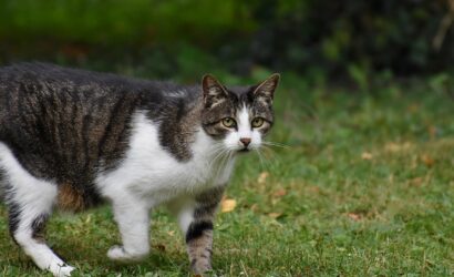 cat-8121892_1280