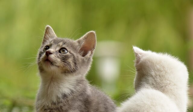 kittens-2273598_1280